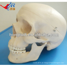Modelo avançado de crânio humano de tamanho natural ISO, crânio anatômico